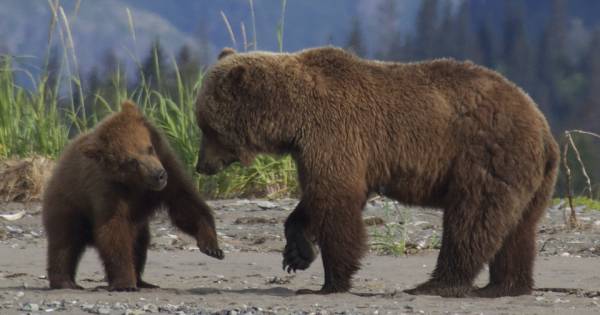 Experience Alaska’s Wild Majesty: Bearviewinginalaska.com Unveils Thrilling Bear Watching Adventures Breaking Travel News