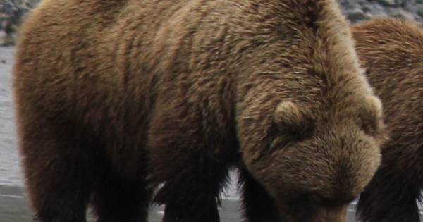 Get up Close and Personal with Alaska’s Majestic Brown Bears on Bearviewinginalaska.com Tours Breaking Travel News
